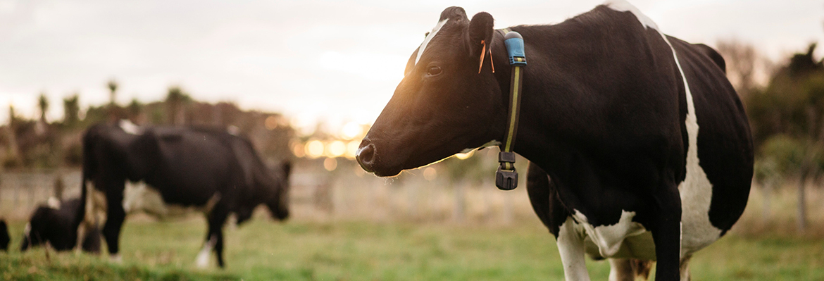 Rumiantes Msd Animal Health