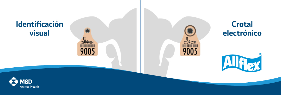 Rumiantes Msd Animal Health