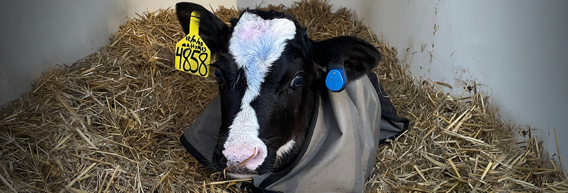 Rumiantes Msd Animal Health