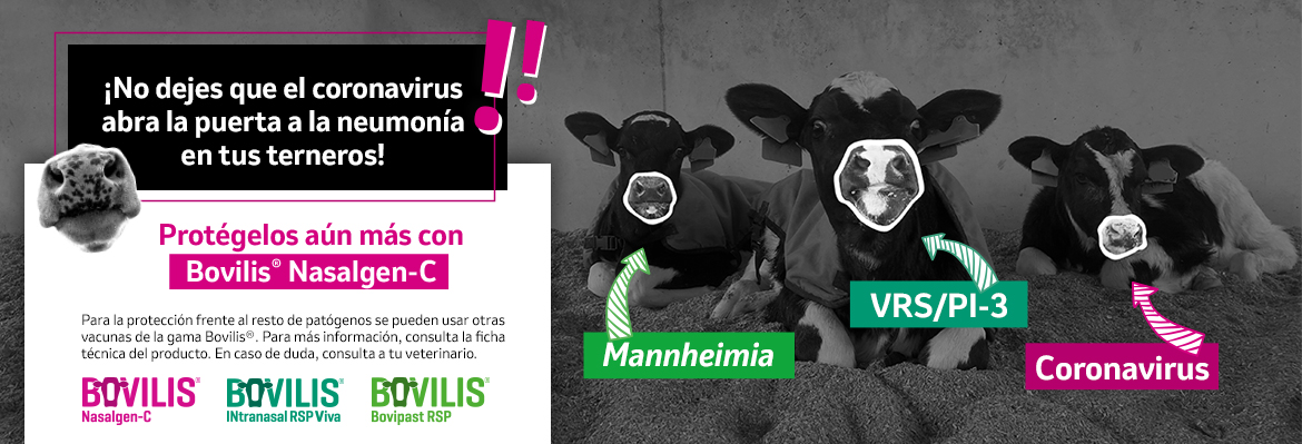 Rumiantes Msd Animal Health