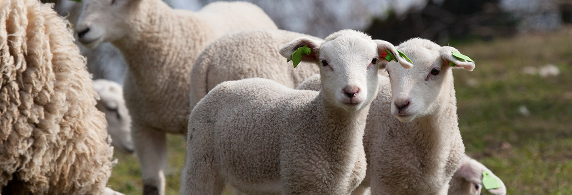 Rumiantes MSD Animal Health